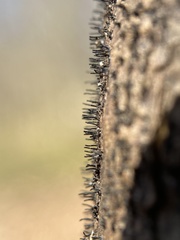 Peroneutypa scoparia