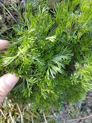 Artemisia morrisonensis