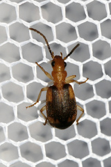 Brachininae