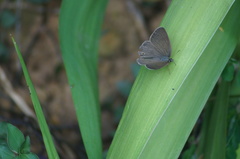 Cissia phronius