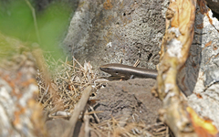 Chalcides viridanus
