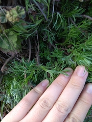 Artemisia morrisonensis