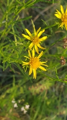 Dysodiopsis tagetoides