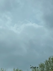 Elanoides forficatus