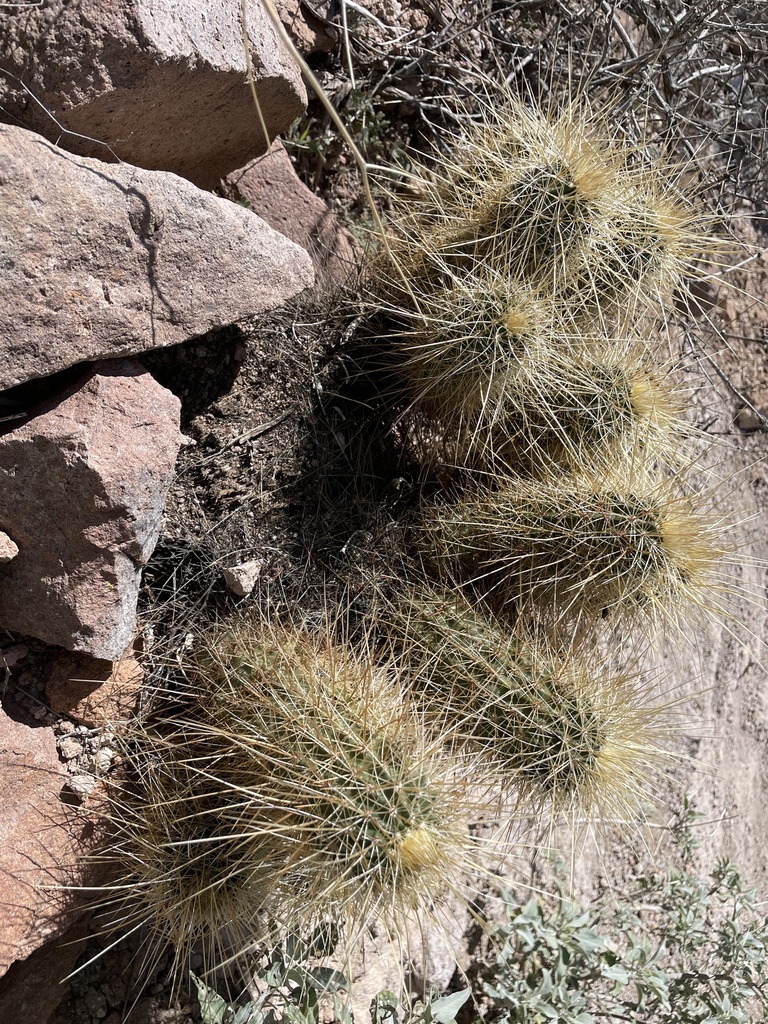 Echinocereus bonkerae apachensis from Arizona, US on March 10, 2022 at ...