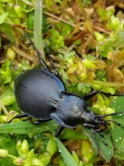 Carabus preslii