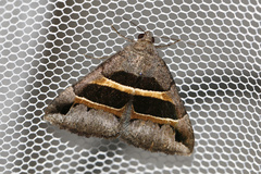 Grammodes congenita