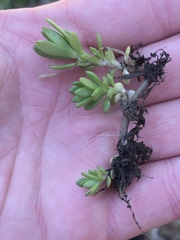 Sedum sarmentosum
