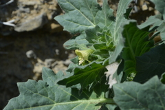 Hyoscyamus albus