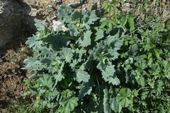 Hyoscyamus albus