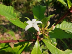 Morinda angustifolia