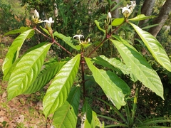 Morinda angustifolia