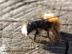Osmia cornuta