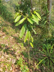 Morinda angustifolia