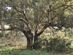 Quercus suber