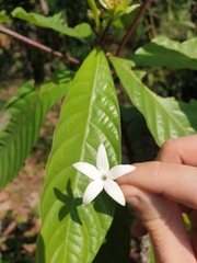 Morinda angustifolia