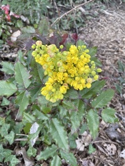 Berberis aquifolium