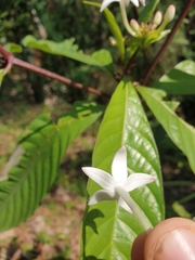 Morinda angustifolia