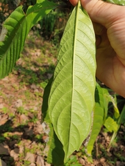 Morinda angustifolia