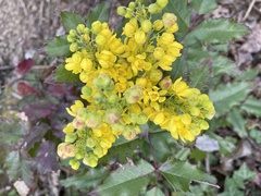 Berberis aquifolium