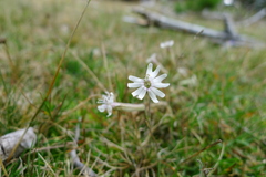 Silene ciliata