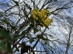 Berberis aquifolium