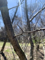 Angiospermae