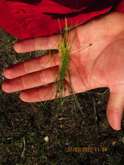Eleocharis tenuis verrucosa