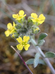 Alyssum montanum