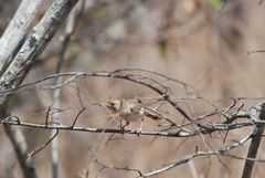 Cisticola chiniana