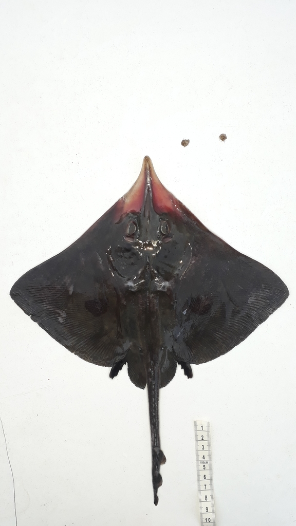 Yellownose Skate