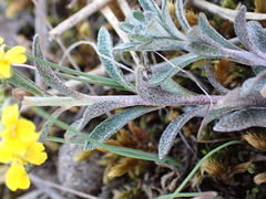 Alyssum montanum