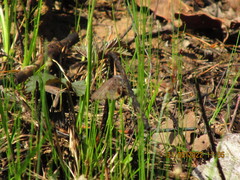 Eleocharis tenuis verrucosa