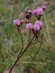 Campuloclinium macrocephalum