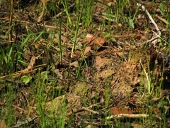 Eleocharis tenuis verrucosa