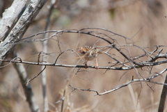 Cisticola chiniana