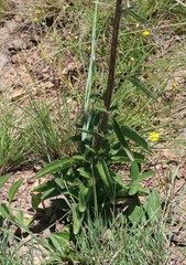 Campuloclinium macrocephalum