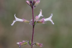 Lamiaceae
