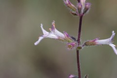 Lamiaceae