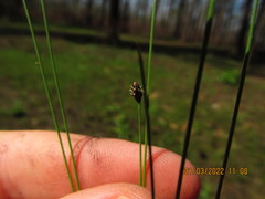 Eleocharis tenuis verrucosa