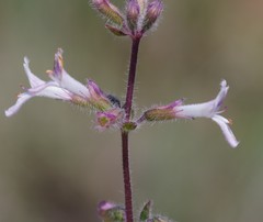 Lamiaceae