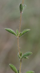 Lamiaceae