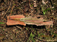 Eleocharis tenuis verrucosa