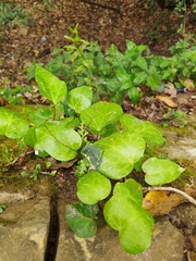 Hedera algeriensis
