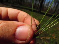 Eleocharis tenuis verrucosa