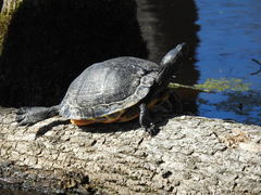 Trachemys scripta scripta
