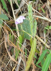 Eranthemum tetragonum