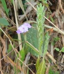 Eranthemum tetragonum