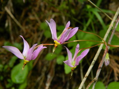 Primula pauciflora pauciflora