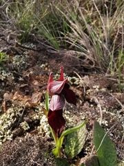 Serapias cordigera